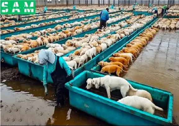 فرآوری سگ؛ سگ های ولگرد نازنازی و جمع آوری کردن با آمپول چاقشون کردن واسه خوراک