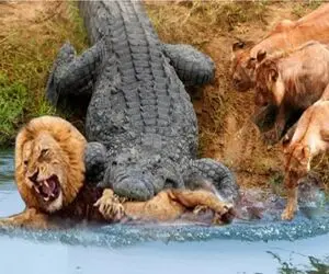 مستند حیات وحش؛ شیر در مبارزه با تمساح دم خود را جا گذاشت