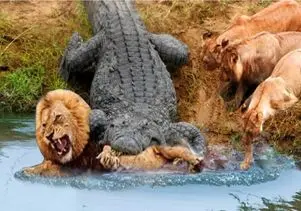 مستند حیات وحش؛ شیر در مبارزه با تمساح دم خود را جا گذاشت