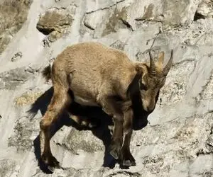 از جذاببیت های حیات وحش؛ بز کوهی جوری رو صخره صاف راه میره انگار جاذبه قفله
