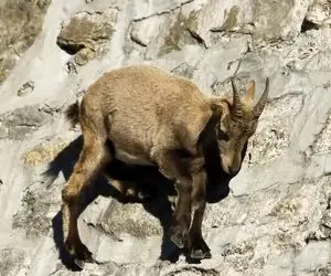 از جذاببیت های حیات وحش؛ بز کوهی جوری رو صخره صاف راه میره انگار جاذبه قفله