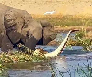 از جذابیت های حیات وحش؛ وقتی فیل دیوونه کروکودیل گنده رو زیر پاهاش کتلت کرد!