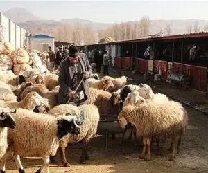 قیمت دام زنده امروز 20 شهریور 1404 / بازار نوسانی شد + جدول