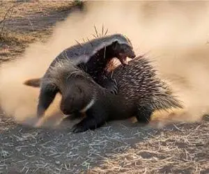 حیات وحش مصنوعی؛ راکون دلشو صابون جوجه تیغی خرون زده بود که آبکش شد