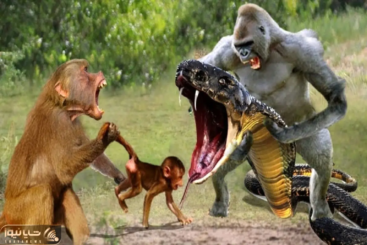 مستند حیات وحش؛ تو نبرد مار با قبیله میمون نیشش رو از حلقوم کشیدن و ملعبه اش کردن