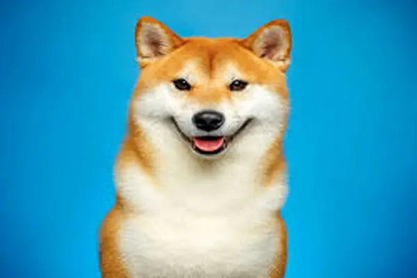 SHIBAINU