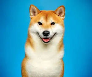 بدشانسی جدید شیبا اینو؟