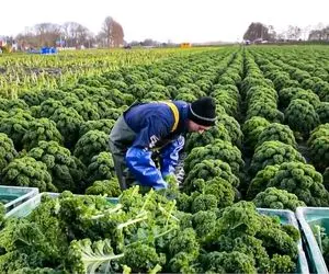 کشاورزی نوین؛ تکنولوژی برداشت چندین تن کلم بروکلی و رازیانه با ماشین های پیشرفته