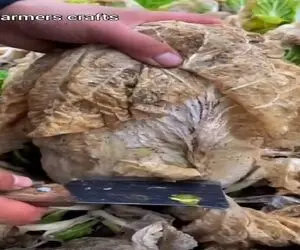 کشاورزی نوین؛ کاهو چینی ها تو برف پلاسیدن دور انداختنین سوپرایز میشن
