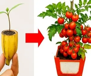 کشاورزی نوین؛ دونه های گوجه رو توی موز کاشته یه درختچه شده کلی گوجه ازش آویزون