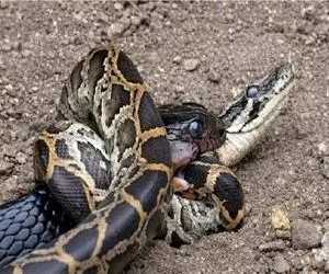 بدایع حیات وحش / همنوع خواری مار برای ارضای حس برتری