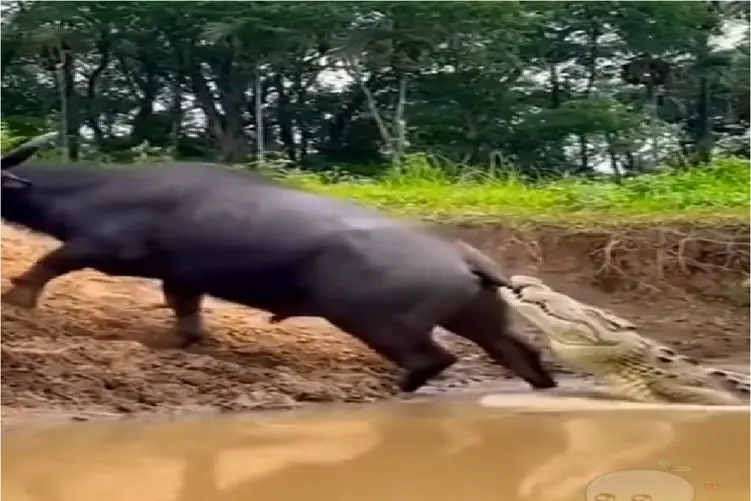 مستند حیات وحش؛ تمساح دخیل بسته به دم