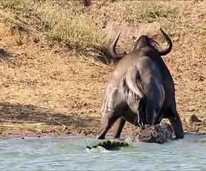 جذابیت حیات وحش / برد خصمانه شیر و کل یالدار وقتی به برکه اش حمله کردند