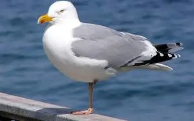 طنز حیات وحش/مرغ دریایی زیرک از پیچ خوردن پای مرده از خنده پراش میریزه