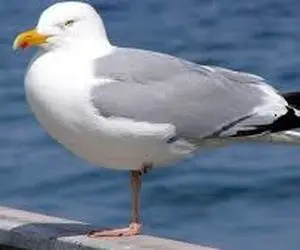 طنز حیات وحش/مرغ دریایی زیرک از پیچ خوردن پای مرده از خنده پراش میریزه