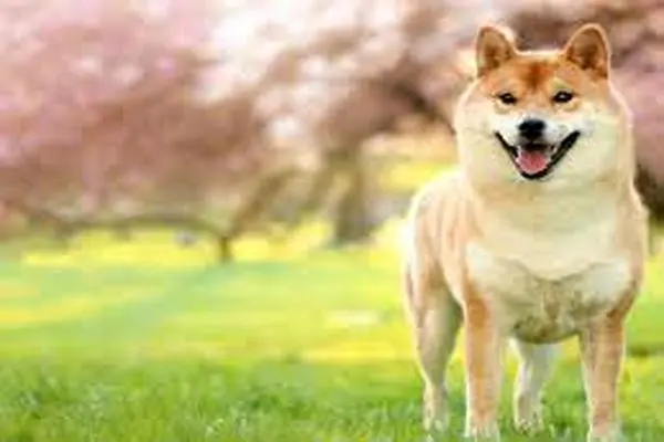 SHIBAINU