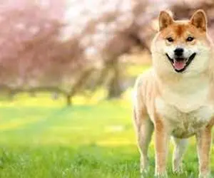 حرکت باورنکردنی از شیبااینو!!