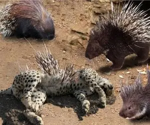 مستند حیات‌وحش؛ بلع زنده خارپشت در نمایش عریان طبیعت