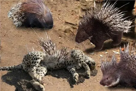 مستند حیات‌وحش؛ بلع زنده خارپشت در نمایش عریان طبیعت