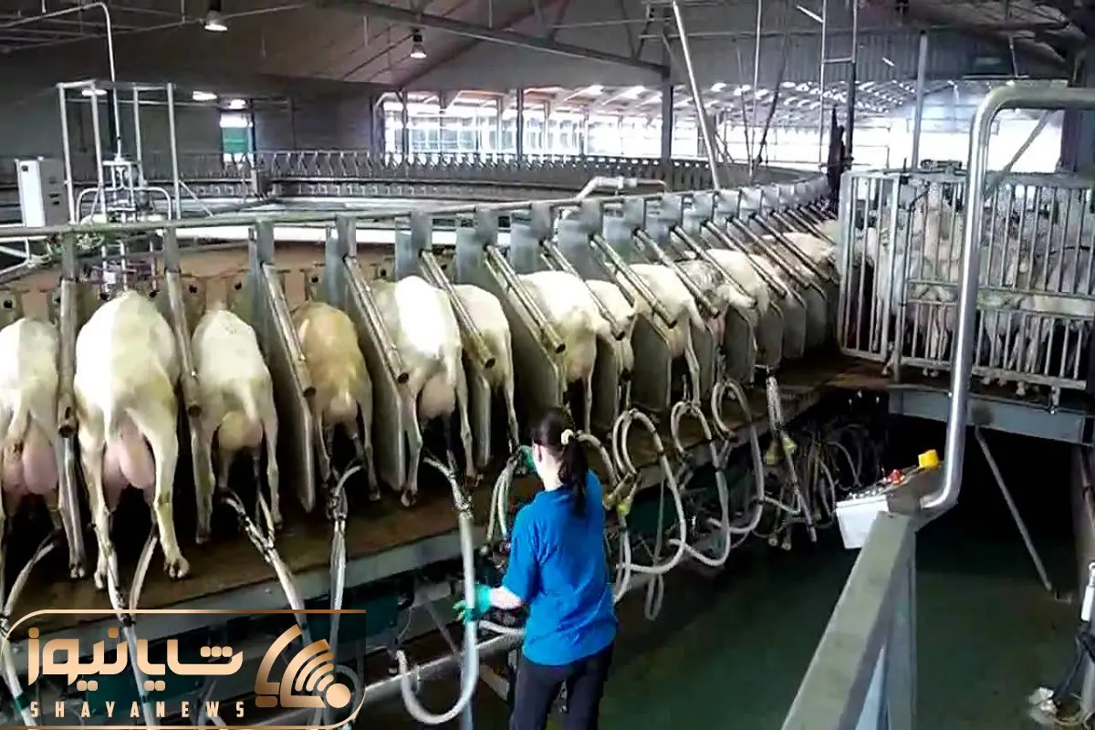 فرآوری بز؛ این بزها به قدری شیر دارن که از اونطرف علف میزنن از این ور شیر میشه میدوشن