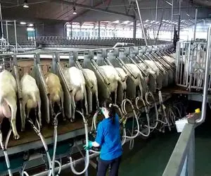 فرآوری بز؛ این بزها به قدری شیر دارن که از اونطرف علف میزنن از این ور شیر میشه میدوشن