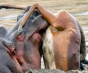 جذابیت حیات وحش؛ اسب آبی سفاک پلنگی که مزاحم حمام آفتابش شده بود و جرواجر کرد