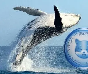 نهنگی عجیب وارد عرصه شیبااینو شد؛اما چرا؟