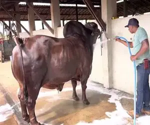 گاوهای باورنکردنی؛ ژنتیکی گاو و پیوند زدن با یه نژاد دیگه کوهانش از خودش بزرگتره