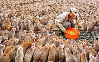 کارخانه حیوانات؛ موش صورتی و با بخارشو تمیز و شکمشو جر میدن دلاری میفروشن