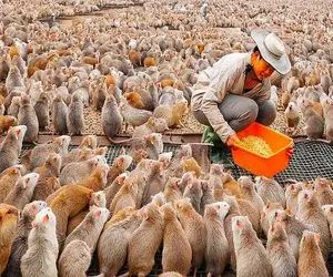 کارخانه حیوانات؛ موش صورتی و با بخارشو تمیز و شکمشو جر میدن دلاری میفروشن