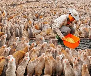 کارخانه حیوانات؛ موش صورتی و با بخارشو تمیز و شکمشو جر میدن دلاری میفروشن