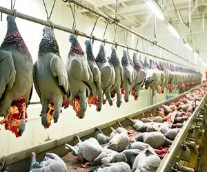 کارخانه حیوانات؛ نژادهای لوکس گوشت و پر در صنعت میلیونر کبوترها