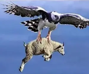 مستند حیات وحش؛ عقاب بز از زمین کند برد جای جاذبه چیزای دیگه ام ببینه آخر عمری