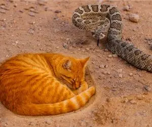 جذابیت حیات وحش؛ اسکار احمق ترین میرسه به گربه که تصمیم گرفت با مار در بیافته