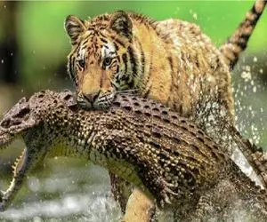 مستند حیات وحش / وقتی پوزه تمساح زیر دندان های پلنگ خرد می شود