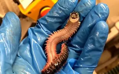 مستند حیات وحش؛ کرم کوچک دریایی که جیغ میکشه! 