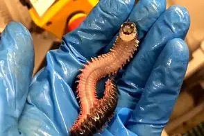 مستند حیات وحش؛ کرم کوچک دریایی که جیغ میکشه! 