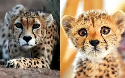 بقای حیات؛ 17 یوز تا انقراض! سریع‌ترین شکارچی جهان، گرفتار کندترین روند حفاظتی