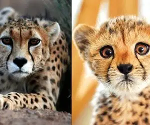 بقای حیات؛ 17 یوز تا انقراض! سریع‌ترین شکارچی جهان، گرفتار کندترین روند حفاظتی