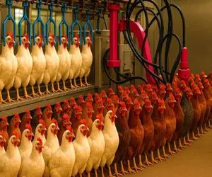 کارخانه حیوانات؛ هوش مصنوعی که در حال تغییر رویه پرورش مرغ میلیاردی