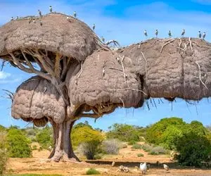 معماری خلاقانه؛ رو درخت با پنبه و خلال دندون خونه ساختن بیضی و اعیونی خرس نخورتش