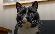 گربه نجات یافته از زباله دان "معاون وزیر" شد! + ویدیو