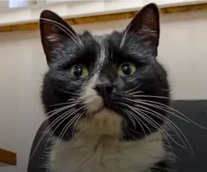 گربه نجات یافته از زباله دان "معاون وزیر" شد! + ویدیو