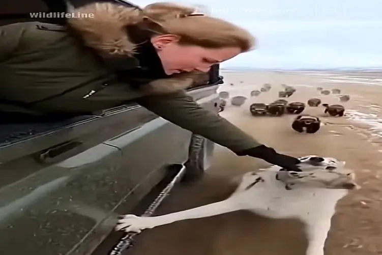 معماری طبیعت؛ حیوانات درنده دنبال گرگ و توله اشن خانومه بچه اشو گرفت خودش قربانی شد