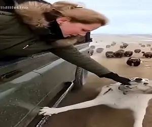 معماری طبیعت؛ حیوانات درنده دنبال گرگ و توله اشن خانومه بچه اشو گرفت خودش قربانی شد