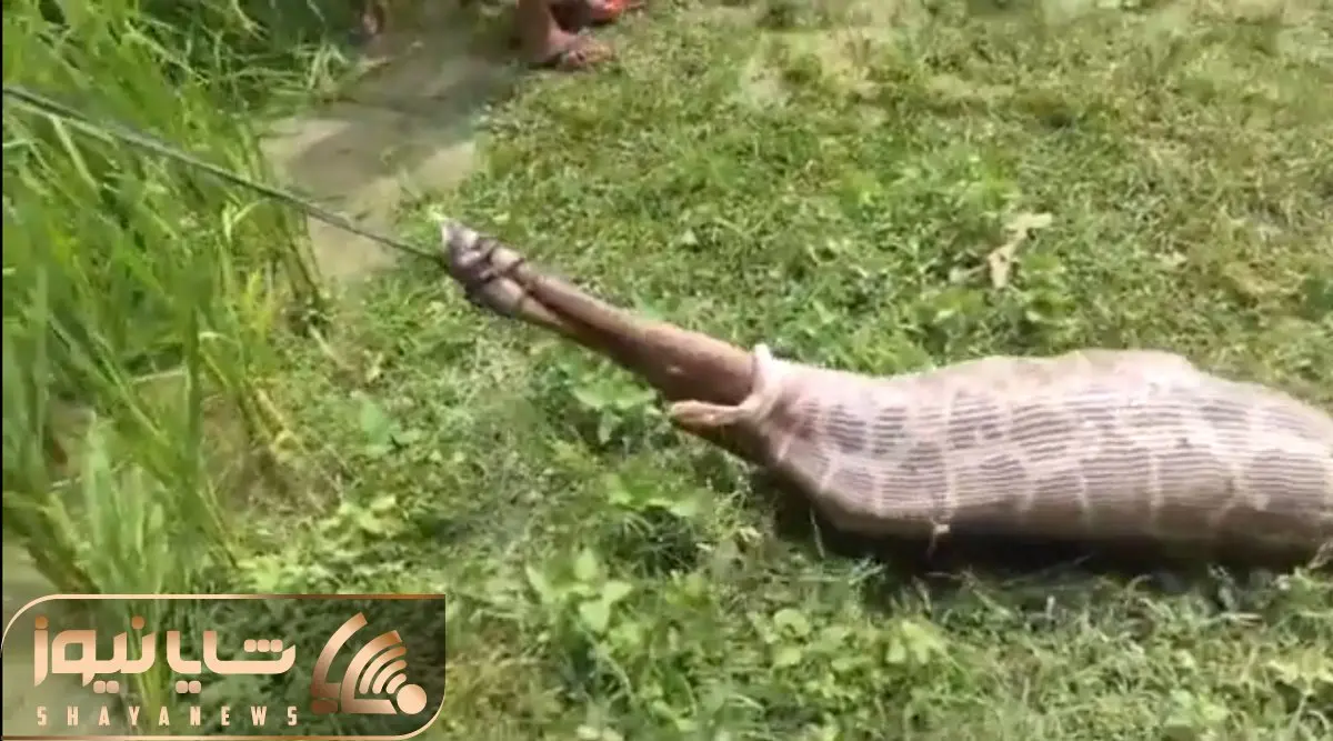 دیدنی راز بقا؛ آقاهه به پای ایمپالا طناب بست به زور از دهن پیتون غول کشیدش بیرون