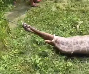 دیدنی راز بقا؛ آقاهه به پای ایمپالا طناب بست به زور از دهن پیتون غول کشیدش بیرون