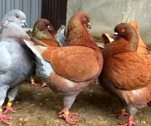 حیوانات غول جثه؛ ببینید بزرگ ترین کفتر جهان که اندازه یک مرغه!