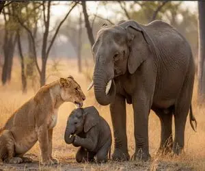 مستند حیات وحش؛ شیر خیال کرد بچه فیل لقمه آسونیه اما افتاد مشکل ها