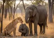 مستند حیات وحش؛ شیر خیال کرد بچه فیل لقمه آسونیه اما افتاد مشکل ها